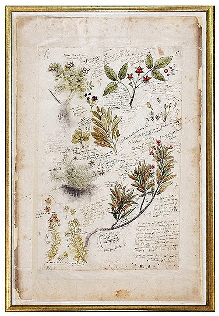 early%2Bberry-bush-antique-botanical-prints-wall-art-museum-outlets.jpg