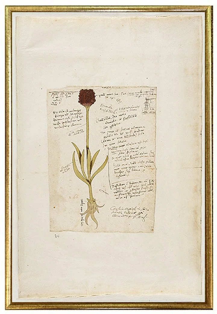 antique-botanical-print-red-flower-wall-art-museum-outlets.jpg