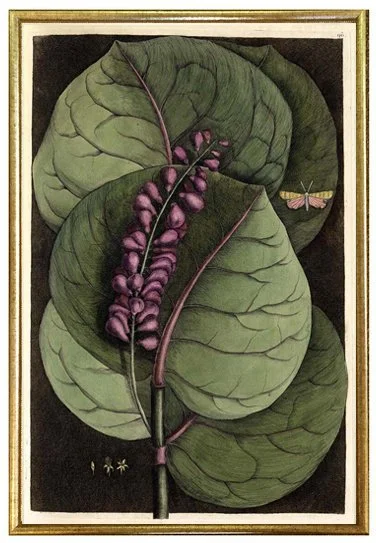 antique-botanical-prints-catesby-mangrove-grape-tree-wall-art-museum-outlets.jpg