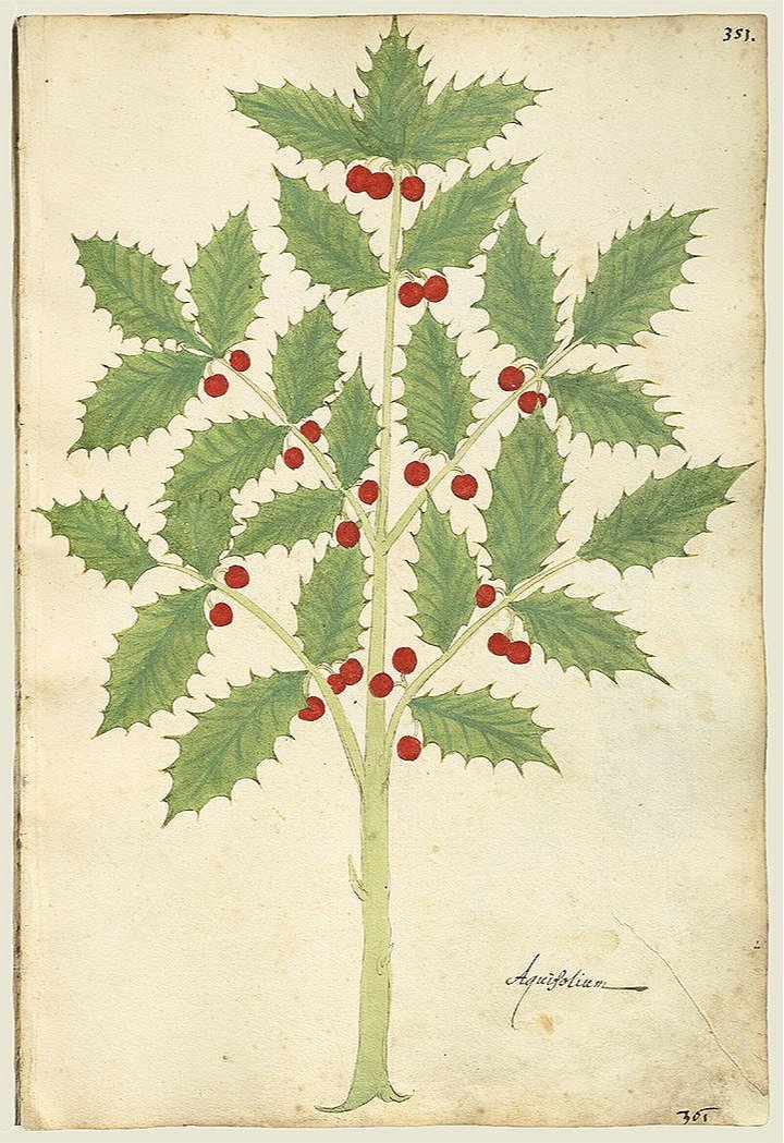 holly-berry-antique-botanical-print-museum-outlets.jpg