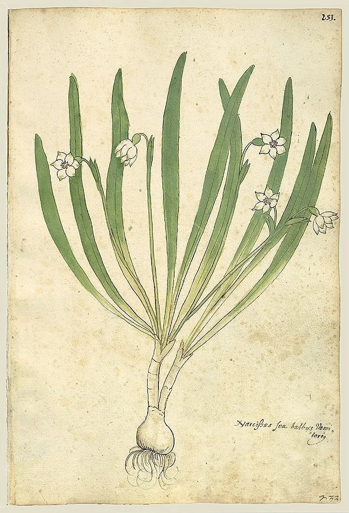 antique-botanical-print-narcissus-museum-outlets.jpg
