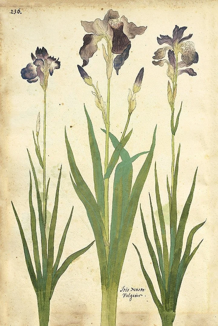 purple iris antique botanical print — MUSEUM OUTLETS