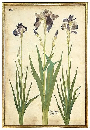 antique-botanical-prints-blue-iris-wall-art-museum-outlets.jpg