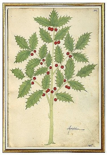 antique-botanical-holly-berry-prints-museum-outlets.jpg