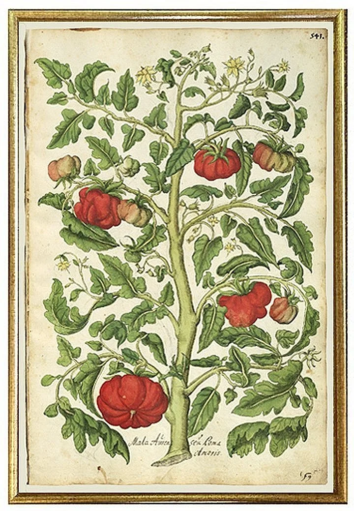 antique-botanical-prints-tomato-wall-art-museum-outlets.jpg