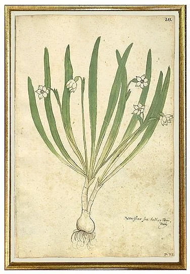 antique-botanical-prints-narcissus-museum-outlets.jpg