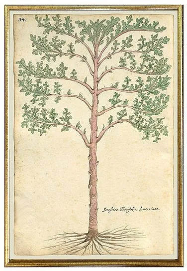 antique-botanical-tree-prints-wall-art-museum-outlets.jpg