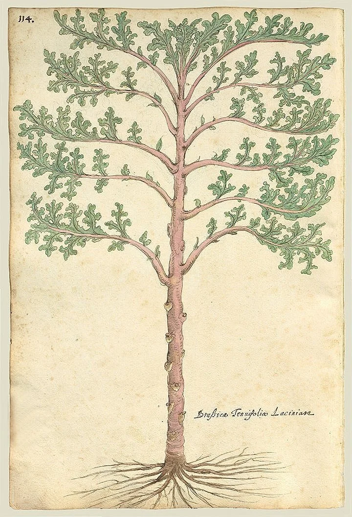 antique-botanical-print-museum-outlets.jpg