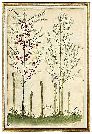 antique-botanical-print-asparagus-wall-art-museum-outlets.jpg