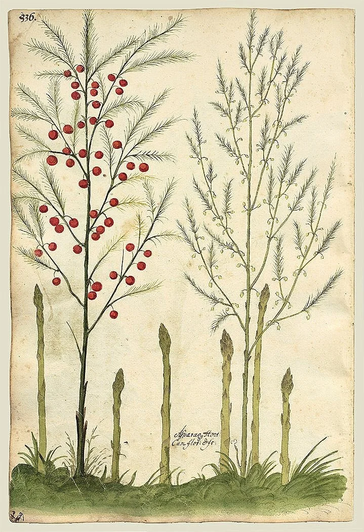 asparagus-antique-botanical-print-museum-outlets.jpg