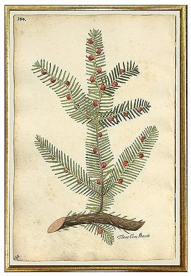 antique-botanical-prints-pine-branch-wall-art-museum-outlets.jpg