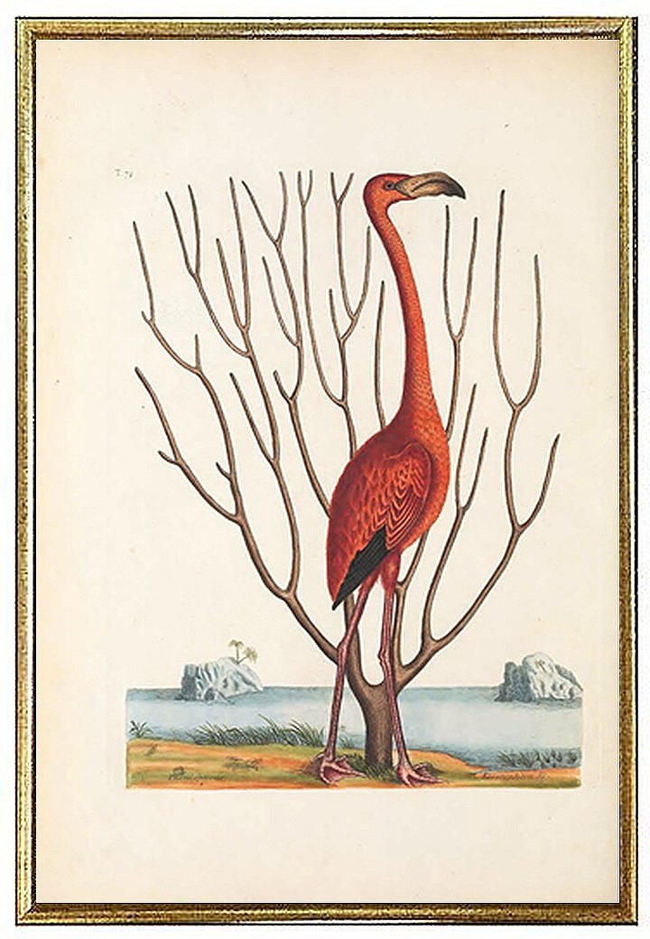 catesby-pink-flamingo-antique-bird-prints-wall-art-museum-outlets.jpg