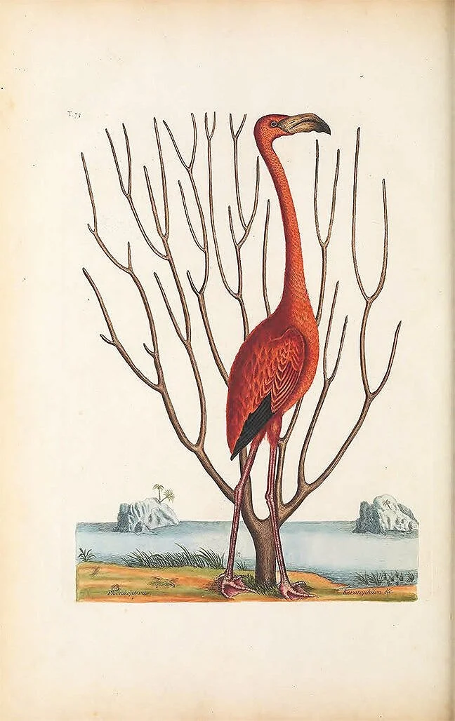catesby-pink-flamingo-antique-bird-prints-museum-outlets.jpg