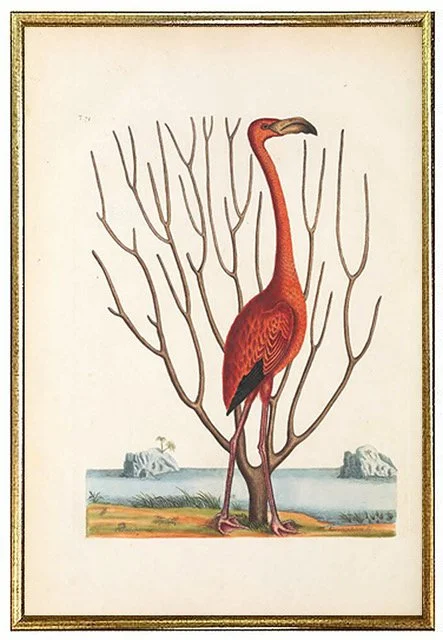 antique-bird-prints-wall-art-museum-outlets.jpeg