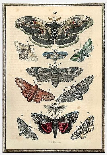 antique-engraving-moth-prints-poster-wall-art-museum-outlets.jpg
