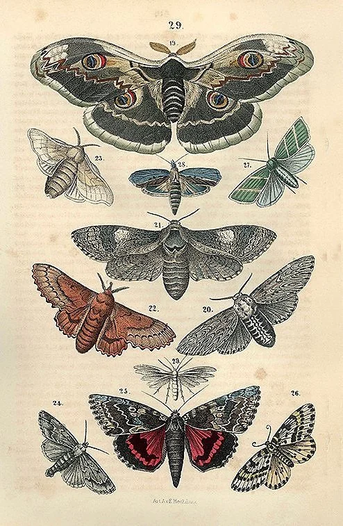 antique-engraving-moth-print-poster-museum-outlets.jpg