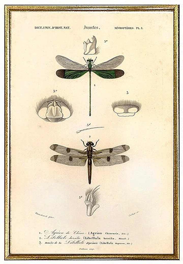 antique-dragonfly-print-museum-outlets.jpg