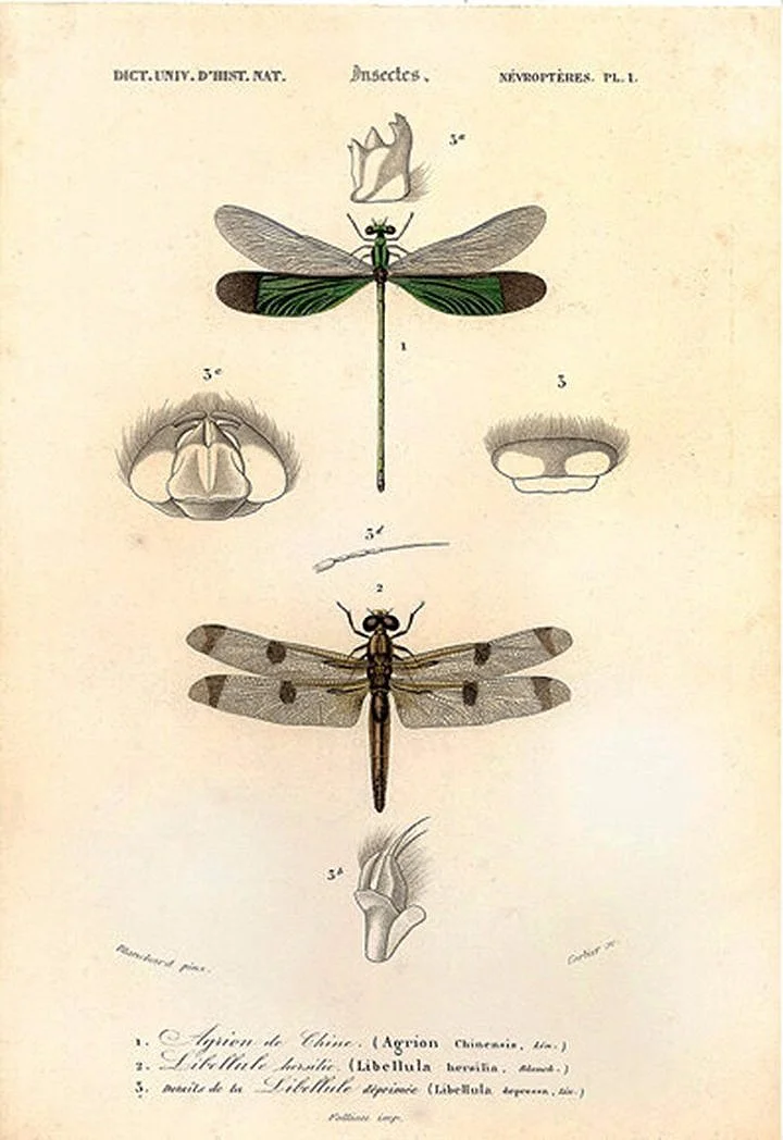 antique-dragonfly-engraving-print-framed-wall-art-museum-outlets.jpg