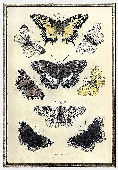 antique-butterflies-engraving-prints-poster-wall-art-museum-outlets.jpg