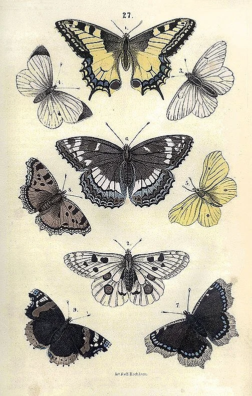 antique-butterfly-engraving-prints-posters-museum-outlets.jpg