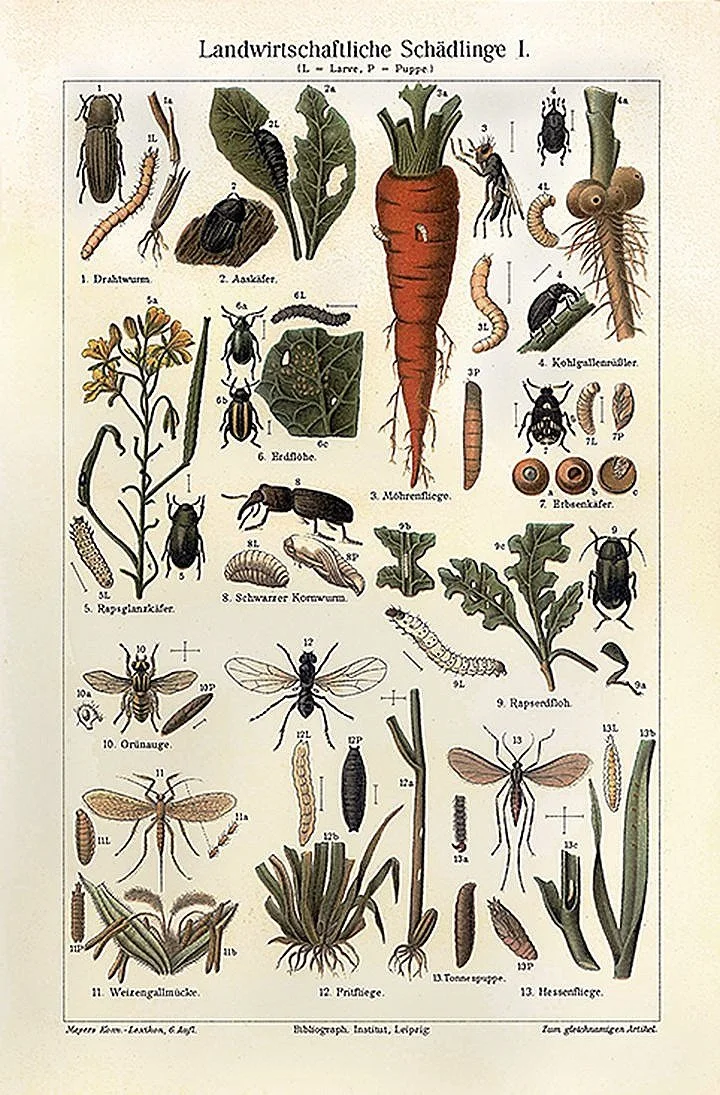 carrot-and-insects-antique-art-print-museum-outlets.jpg
