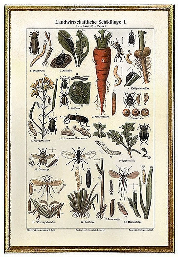 antique-insects-print-museum-outlets.jpg