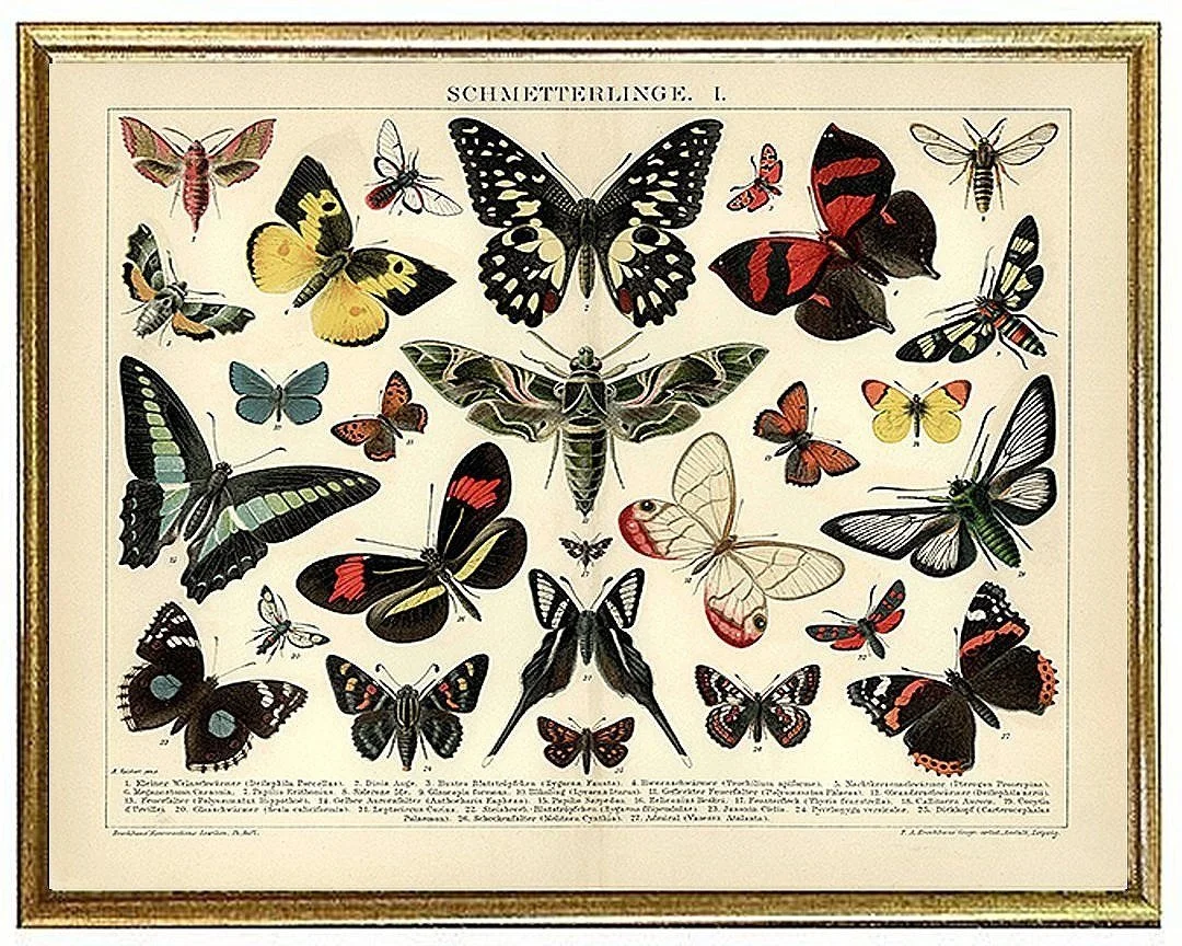 schmetterlinge-antique-butterflies-prints-museum-outlets.jpg
