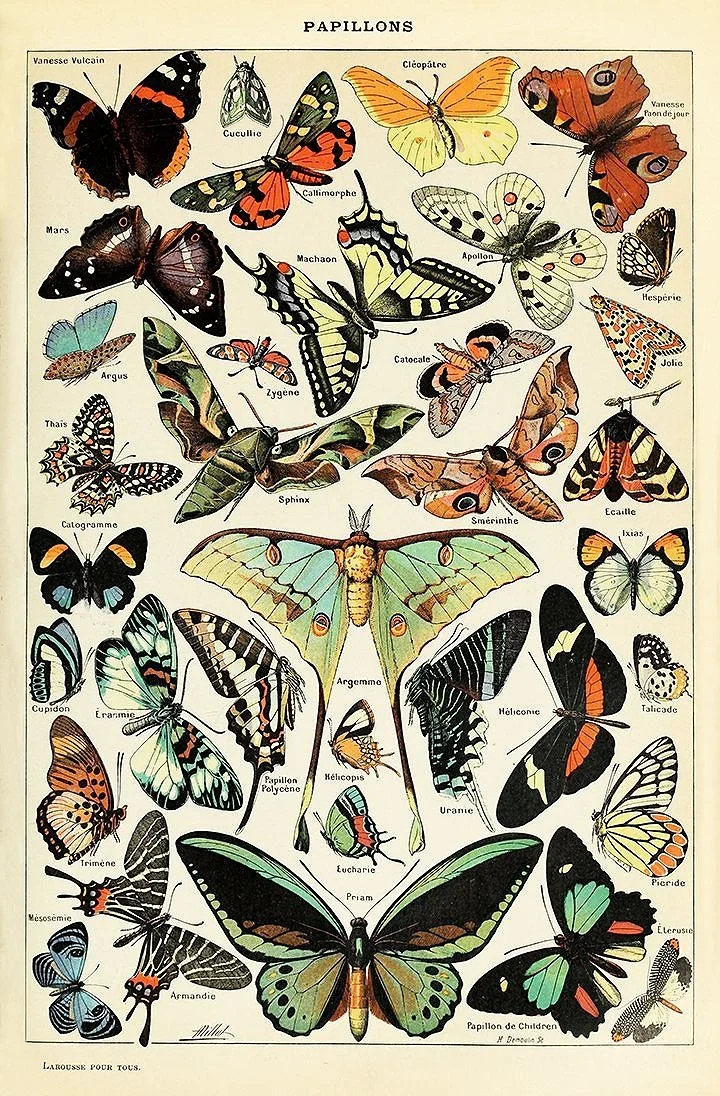 Adolphe_Millot_papillons-antique-butterfly-poster-museum-outlets.jpg