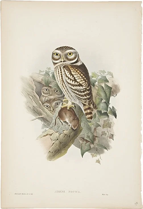 BIMI-7+Gould+Owl+3.jpg