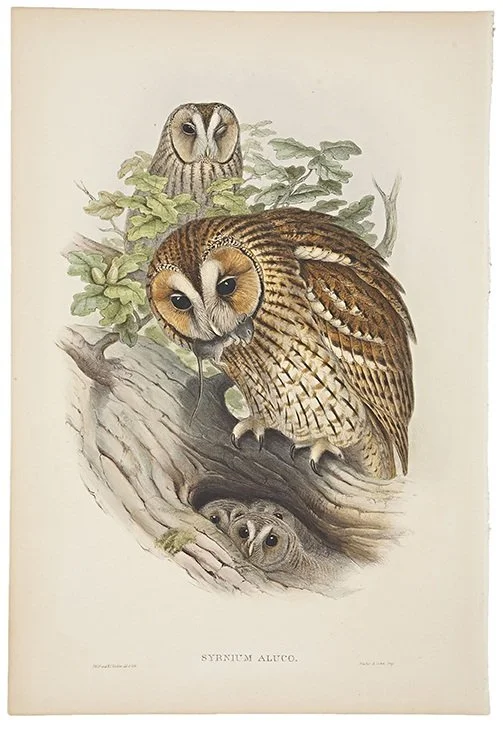 BIMI-6+Gould+Owl+2.jpg