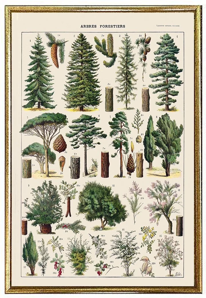 evergreen-trees-antique-botanical-prints-millot-arbres-forestiers-museum-outlets.jpeg