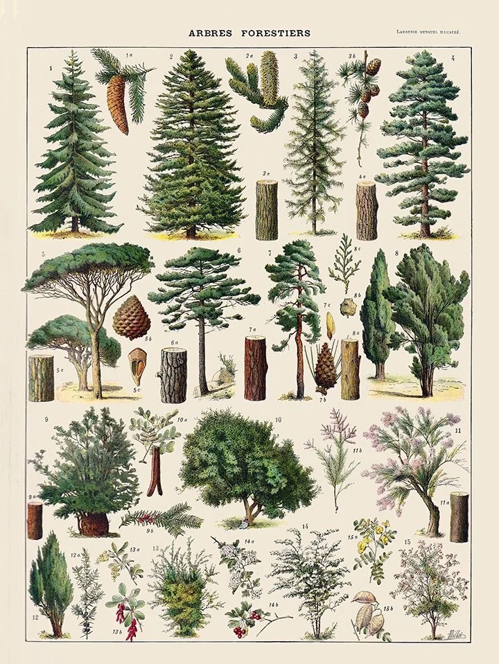 Millot-Arbres-Forest-antique-botanical-poster-print-museum-outlets.jpeg