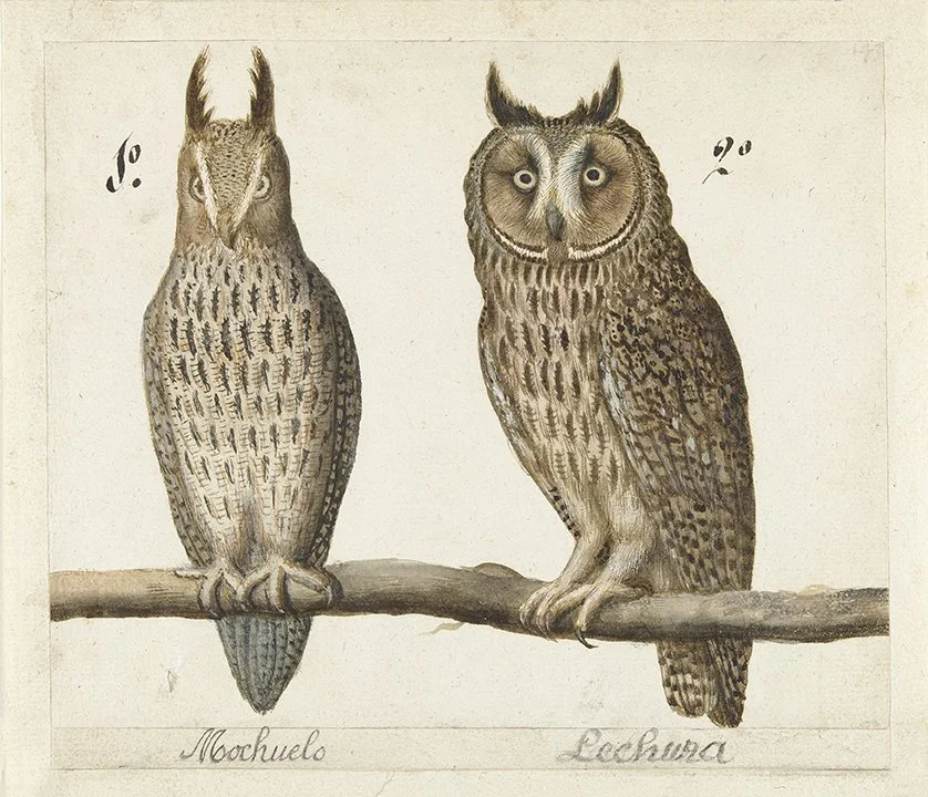 Owl Couple Antique Animal Print — MUSEUM OUTLETS