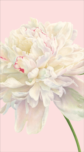 peonies-blush-decorative-guest-towel-museum-outlets.png