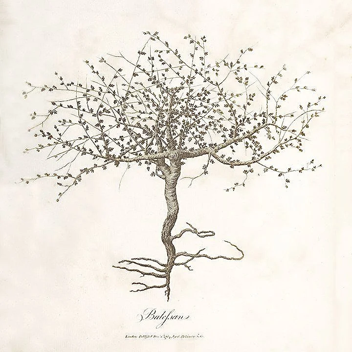 Balefsan-Bruces-Travels-1773-vintage-botanical-print-museum-outlets.jpg