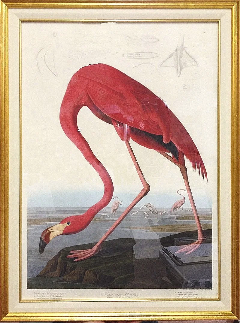 American Flamingo Audubon  Print