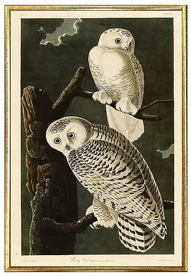 Snowy Owl Audubon Print
