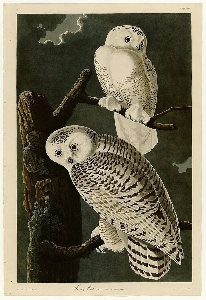 Snowy Owl Audubon  Print