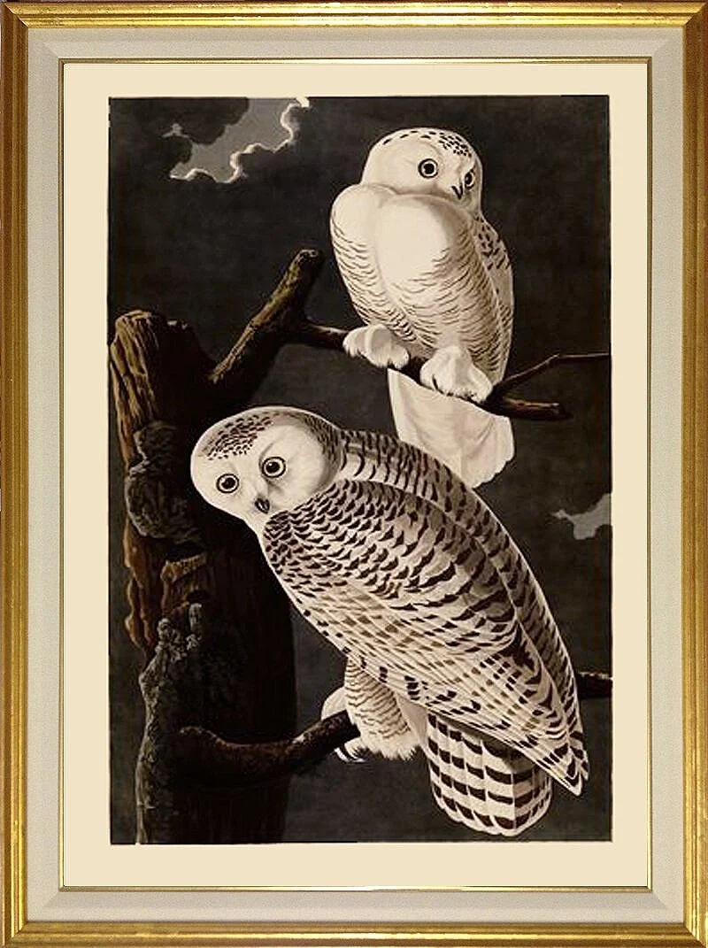 Snowy Owl Audubon Print
