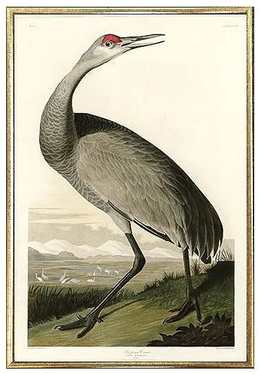 Whooping Crane Audubon Giclee Print