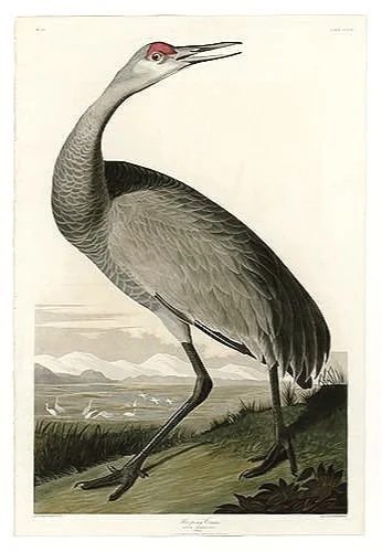Whooping Crane Audubon Giclee Print