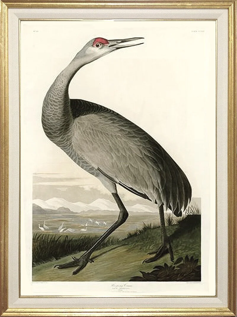 Whooping Crane Audubon Giclee Print
