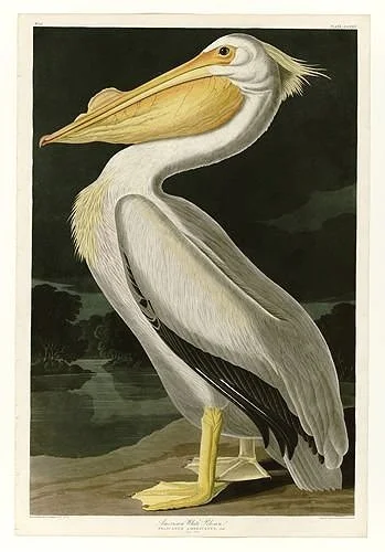 American White Pelican Audubon Print