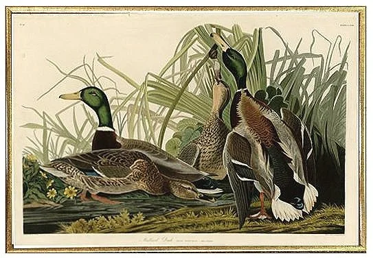Mallard Duck Audubon Print