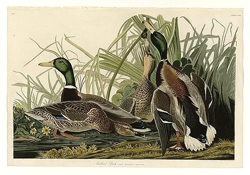 Mallard Duck Audubon Print