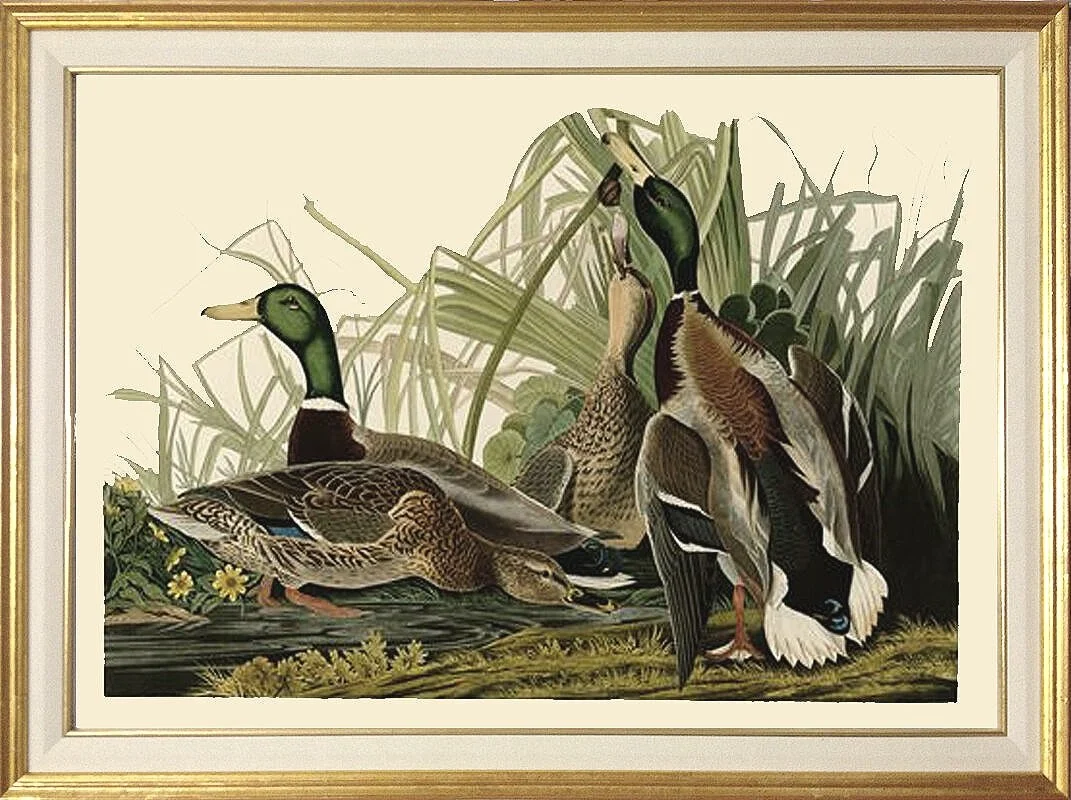 Mallard Duck Audubon Print