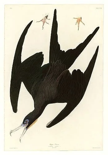 Audubon-prints-Frigate-Pelican-museum-outlets.jpg