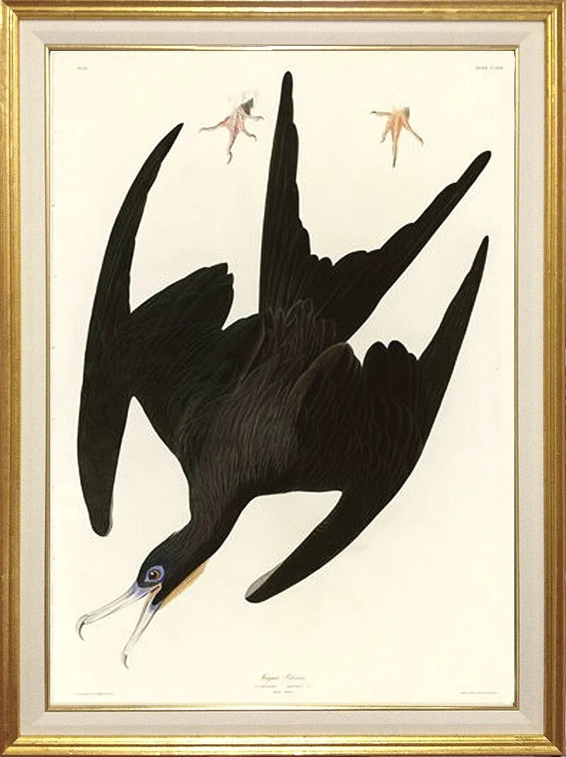 audubon-frigate-print-plate-271-museum-outlets.jpg