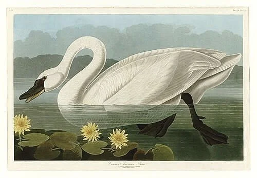 Swan Antique Audubon Print