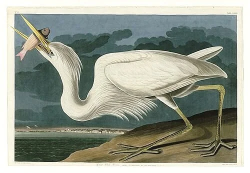 Audubon-prints-Great-White-Heron-museum-outlets.jpg